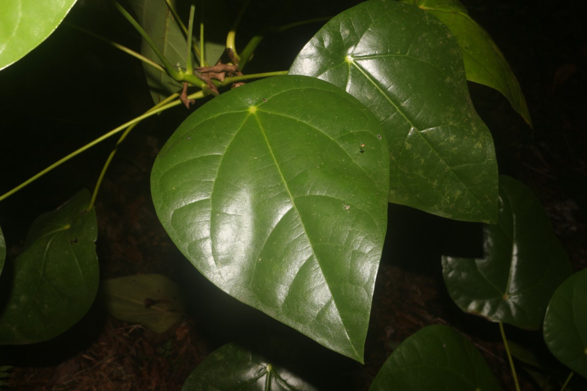 Hernandia nymphaeifolia (C.Presl) Kubitzki